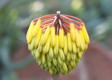 Close up on Aloe Capitata flower cluster ready to bloom.  clipart