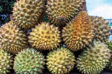 09 07 2007 Durian fruit, Colombo, Ceylon, Sri Lanka, Democratic Socialist Republic of Sri Lanka, Asia