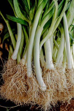 09 08 2007 Vegetables Spring Onion,Fresh Scallions Nuwara Eliya hill Sri Lanka Asia.