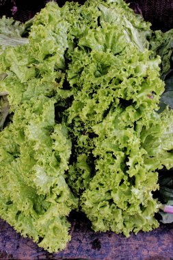 09 08 2007 Crispy leaf lettuce on the vegetable patch in the summer garden tropical garden,Sri Lanka. Asia, 