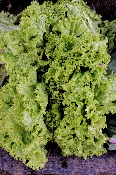 2007 Knuspriger Blattsalat Auf Dem Gemüsebeet Tropischen Sommergarten Sri Lankas — Stockfoto