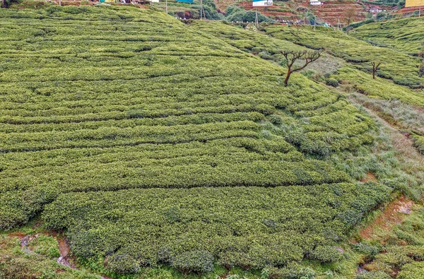 2007 Nuwara Eliya Bergsstation Terrass Odling Sri Lanka Asien — Stockfoto