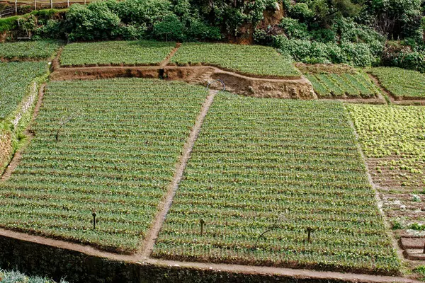2007 Nuwara Eliya Hill Station Terrace Cultivation Sri Lanka Ázsia — Stock Fotó