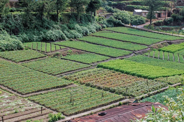 2007 Nuwara Eliya Estação Colina Terraço Cultivo Sri Lanka Ásia — Fotografia de Stock
