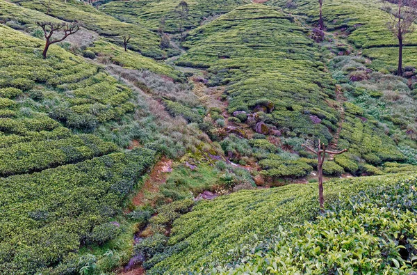 2007 Nuwara Eliya Hill Terrace Cultivation Sri Lanka Asia — стоковое фото