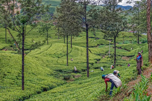 2007 Tea Ültetvény Női Munkások Nuwara Eliya Hills Sri Lanka — Stock Fotó
