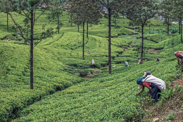 2007 Tea Ültetvény Női Munkások Nuwara Eliya Hills Sri Lanka — Stock Fotó