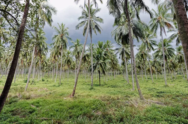 2007 Coconut Palm Trees Plantation Sri Lanka Way Kandy Sri — Stock Photo, Image
