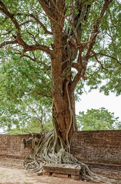 2007 Birbirine Dolanmış Iki Ağaç Devasa Ağaç Birbirine Dolanmış Ağaçlar — Stok fotoğraf