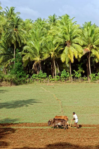 2009 เกษตรกรไถและว วบนสนามข าวในหม านใกล Terekhol สะพาน Satarda Maharashtra นเด — ภาพถ่ายสต็อก