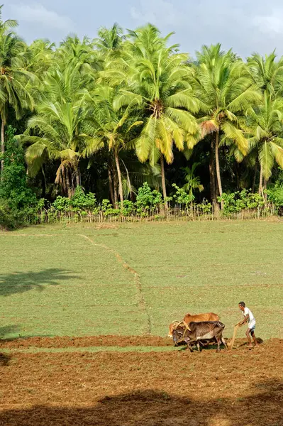 2009 เกษตรกรไถและว วบนสนามข าวในหม านใกล Terekhol สะพาน Satarda Maharashtra นเด — ภาพถ่ายสต็อก