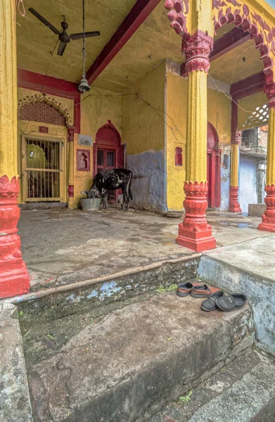 2014 Una Linda Marea Terneros Negros Cerca Del Templo Krishna — Foto de Stock