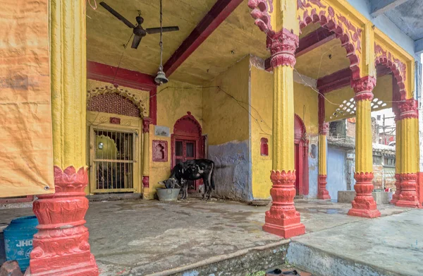 stock image 12 20 2014 a cute little black calf tide near Brightly Painted Krishna Temple Old Part of Gaya Bihar India.Asia.