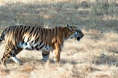01 04 2018 Kaplan Turizmi ve vahşi yaşam turizmi Tadoba Chandrapur 'da Hindistan' da NagpurMaharashtra yakınlarında..