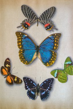 05 04 2018 Eski Kelebek Koleksiyonu, Mumbai Maharashtra Hindistan Asya laboratuarında Kelebek örnekleri.