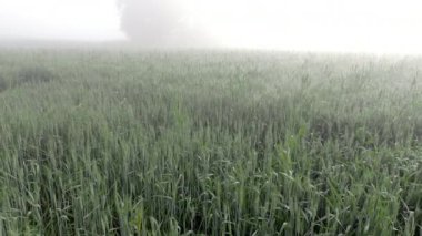 02 11 2023 Budoli Köyü 'nün dışındaki buğday tarlası Idar SabArkantha Gujarat Hindistan Asya.