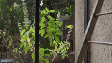 02 26 2024 Tulsi kutsal fesleğen bıraktı Bağışıklık güçlendirici Ghatkopar Batı Mumbai Hindistan Asya.