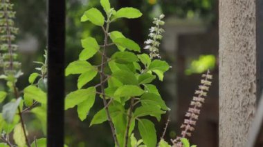 02 26 2024 Tulsi kutsal fesleğen bıraktı Bağışıklık güçlendirici Ghatkopar Batı Mumbai Hindistan Asya.