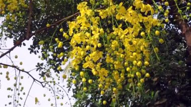 04 09 2022 Cassia fistül Hint laburum ağacı Altın Duş ağacı Lokgram Kalyan Maharashtra Hindistan.