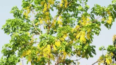 04 09 2022 Cassia fistül Hint laburum ağacı Altın Duş ağacı Lokgram Kalyan Maharashtra Hindistan.