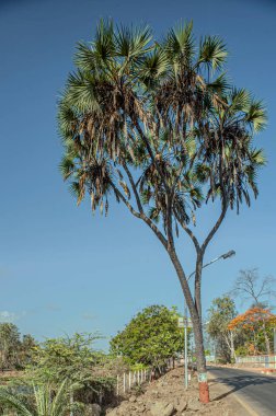 05: 25 Afrika Palm Hyphaene sıkıştırması Hindistan 'ın Daman Union Teriyeri' nde.