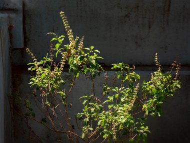 03 10 2024 Tulsi Kutsal Fesleğeni En iyi tıbbi bağışıklık destekçisi Krushna Kunj Kukadia Idar SabarKantha Gujarat Hindistan Asya.