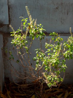 03 10 2024 Tulsi Kutsal Fesleğeni En iyi tıbbi bağışıklık destekçisi Krushna Kunj Kukadia Idar SabarKantha Gujarat Hindistan Asya.