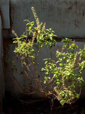 03 10 2024 Tulsi Kutsal Fesleğeni En iyi tıbbi bağışıklık destekçisi Krushna Kunj Kukadia Idar SabarKantha Gujarat Hindistan Asya.