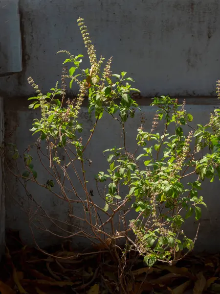 03 10 2024 Tulsi Kutsal Fesleğeni En iyi tıbbi bağışıklık destekçisi Krushna Kunj Kukadia Idar SabarKantha Gujarat Hindistan Asya.