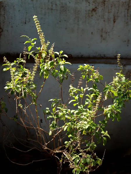 03 10 2024 Tulsi Kutsal Fesleğeni En iyi tıbbi bağışıklık destekçisi Krushna Kunj Kukadia Idar SabarKantha Gujarat Hindistan Asya.