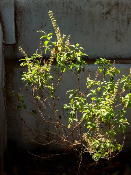 03 10 2024 Tulsi Kutsal Fesleğeni En iyi tıbbi bağışıklık destekçisi Krushna Kunj Kukadia Idar SabarKantha Gujarat Hindistan Asya.