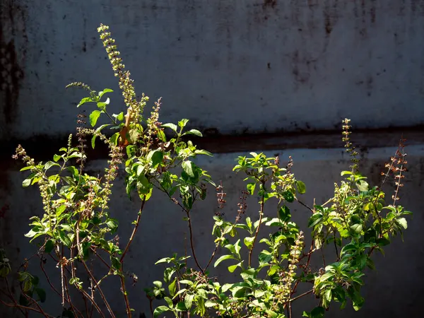 03 10 2024 Tulsi Kutsal Fesleğeni En iyi tıbbi bağışıklık destekçisi Krushna Kunj Kukadia Idar SabarKantha Gujarat Hindistan Asya.