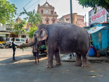 09 24 2022 Guj Raj Elephent Shree Jagannathji Mandir Gaikywad Haveli Yolu Jagannath Mandir Yolu Ahmedabad Hindistan Asya.