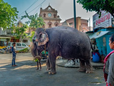 09 24 2022 Guj Raj Elephent Shree Jagannathji Mandir Gaikywad Haveli Yolu Jagannath Mandir Yolu Ahmedabad Hindistan Asya.