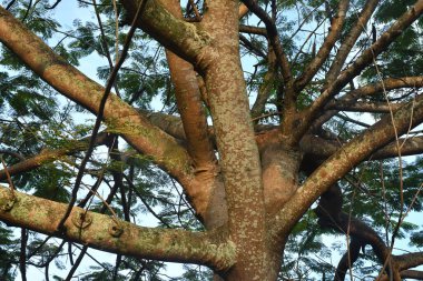 Kış Ormanında Yapraklar