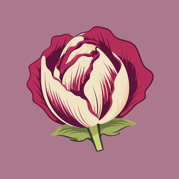 Eine Rote Und Weiße Blume Auf Violettem Hintergrund — Stockvektor