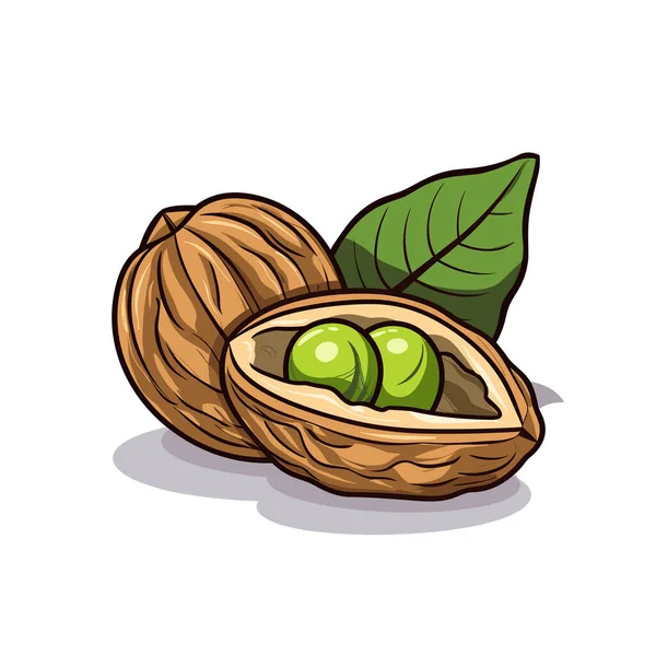 Ореховая Скорлупа Двумя Зелеными Орехами Листом — стоковый вектор