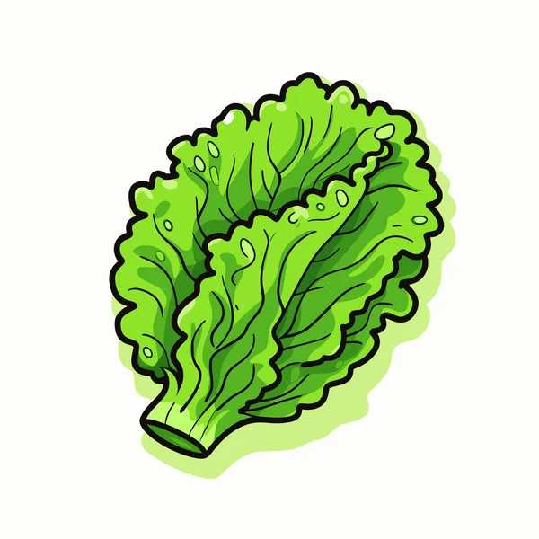 Drawing Lettuce White Background — Stock Vector