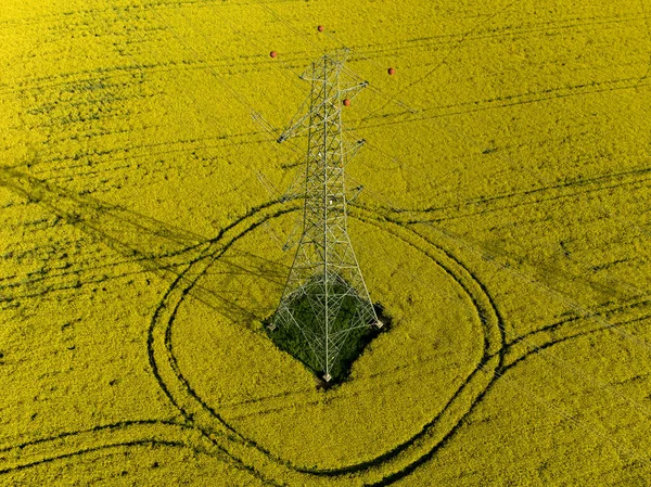 high voltage electrical transmission tower in an agriculture field where growing the rape plants. The rape is a industrial crop what use it for example making oil.