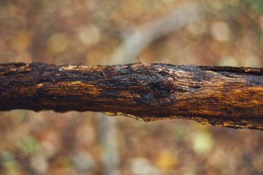 Rustik yanmış ahşap dal