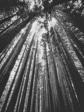 Bir orman gökyüzüne doğru görüntülemek