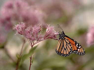 Bir kelebeğe yaklaş