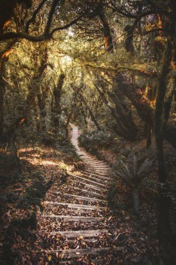 Taranaki Dağı 'ndaki merdiven, Egmont Ulusal Parkı, Yeni Zelanda