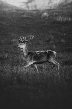 Arazide yürüyen bir geyik.
