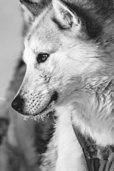 Şirin bir Grönland kızak köpeğinin yakın çekimi.