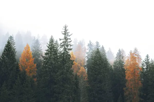 İtalya 'da sisli bir Dolomitler Vadisi' nde sonbahar