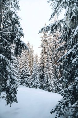 Karlı bir orman manzarası