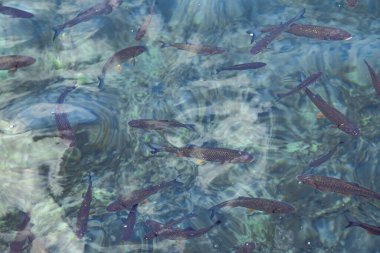 Temiz suyun altında bir grup balık.