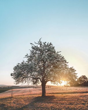 Almanya, Baden-Wurttemberg 'de gün batımı ve bir ağaç