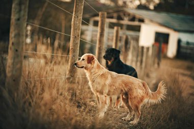 Brezilya, Belo Horizonte 'de bir çiftlikte köpekler